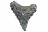 Serrated, Juvenile Megalodon Tooth - South Carolina #370176-1